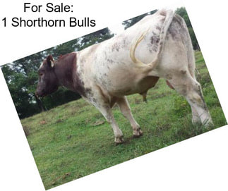 For Sale: 1 Shorthorn Bulls