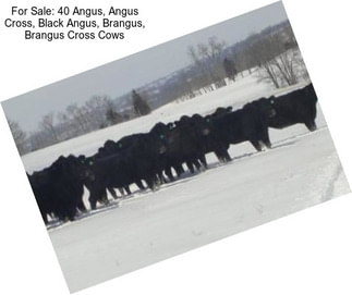 For Sale: 40 Angus, Angus Cross, Black Angus, Brangus, Brangus Cross Cows