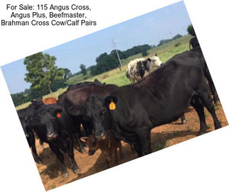 For Sale: 115 Angus Cross, Angus Plus, Beefmaster, Brahman Cross Cow/Calf Pairs
