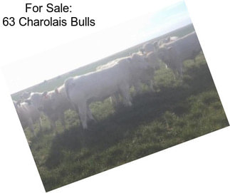 For Sale: 63 Charolais Bulls