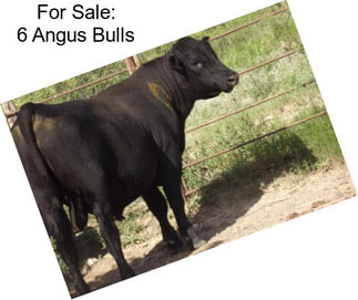 For Sale: 6 Angus Bulls