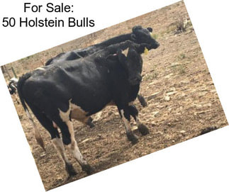 For Sale: 50 Holstein Bulls