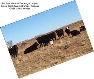 For Sale: 40 Amerifax, Angus, Angus Cross, Black Angus, Brangus, Brangus Cross Cow/Calf Pairs