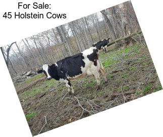 For Sale: 45 Holstein Cows