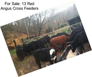 For Sale: 13 Red Angus Cross Feeders