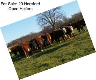 For Sale: 20 Hereford Open Heifers