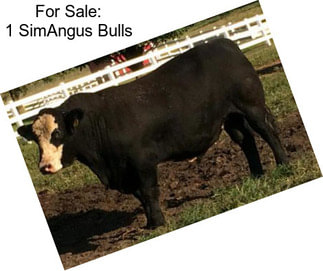 For Sale: 1 SimAngus Bulls