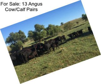 For Sale: 13 Angus Cow/Calf Pairs