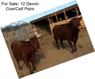 For Sale: 12 Devon Cow/Calf Pairs