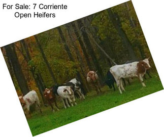 For Sale: 7 Corriente Open Heifers