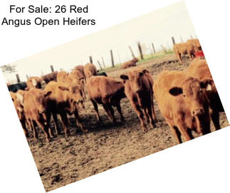 For Sale: 26 Red Angus Open Heifers