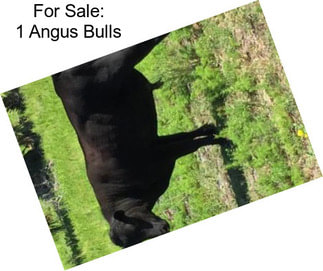 For Sale: 1 Angus Bulls