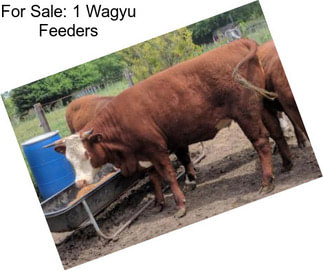 For Sale: 1 Wagyu Feeders