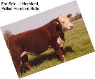 For Sale: 1 Hereford, Polled Hereford Bulls