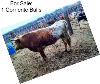 For Sale: 1 Corriente Bulls