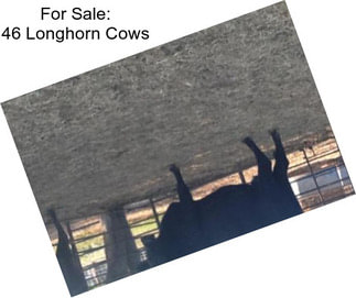 For Sale: 46 Longhorn Cows