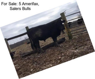 For Sale: 5 Amerifax, Salers Bulls