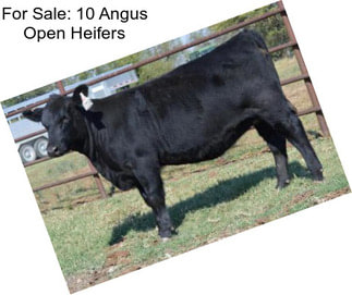 For Sale: 10 Angus Open Heifers