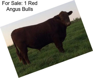 For Sale: 1 Red Angus Bulls