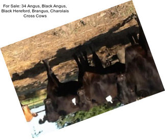 For Sale: 34 Angus, Black Angus, Black Hereford, Brangus, Charolais Cross Cows