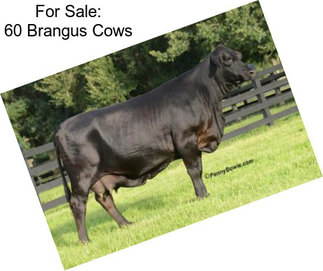 For Sale: 60 Brangus Cows