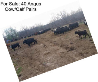 For Sale: 40 Angus Cow/Calf Pairs