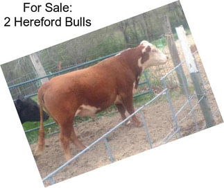 For Sale: 2 Hereford Bulls