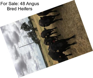 For Sale: 48 Angus Bred Heifers