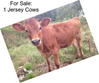 For Sale: 1 Jersey Cows