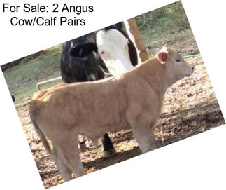 For Sale: 2 Angus Cow/Calf Pairs