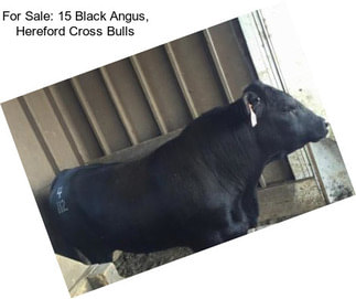 For Sale: 15 Black Angus, Hereford Cross Bulls