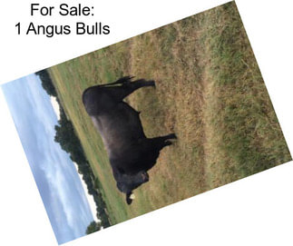 For Sale: 1 Angus Bulls