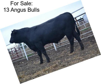 For Sale: 13 Angus Bulls