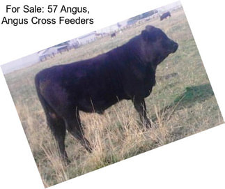 For Sale: 57 Angus, Angus Cross Feeders