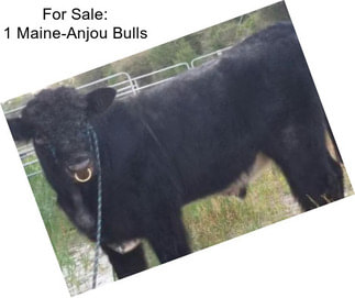 For Sale: 1 Maine-Anjou Bulls