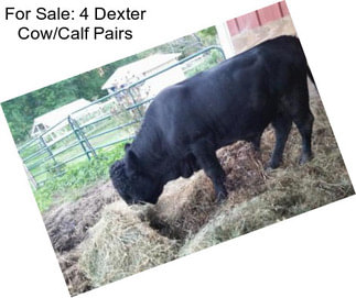 For Sale: 4 Dexter Cow/Calf Pairs