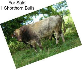 For Sale: 1 Shorthorn Bulls