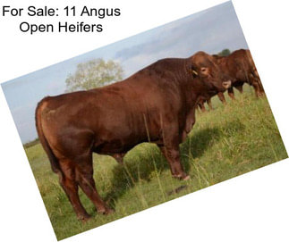 For Sale: 11 Angus Open Heifers