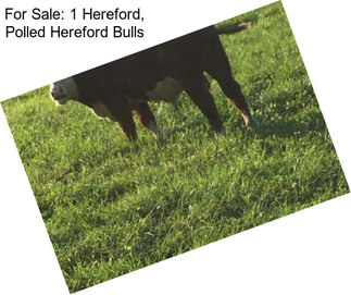 For Sale: 1 Hereford, Polled Hereford Bulls