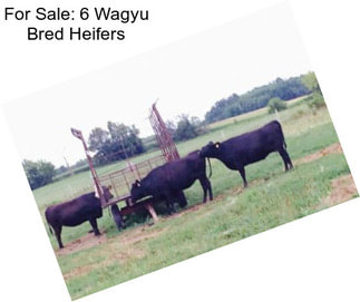 For Sale: 6 Wagyu Bred Heifers