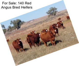 For Sale: 140 Red Angus Bred Heifers