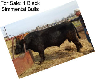 For Sale: 1 Black Simmental Bulls