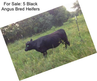 For Sale: 5 Black Angus Bred Heifers