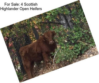 For Sale: 4 Scottish Highlander Open Heifers