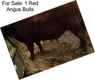 For Sale: 1 Red Angus Bulls