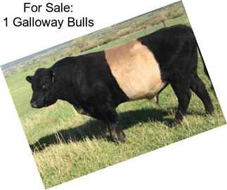 For Sale: 1 Galloway Bulls