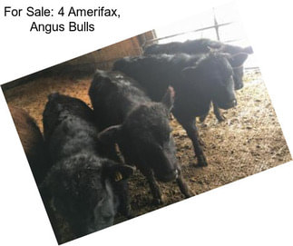 For Sale: 4 Amerifax, Angus Bulls