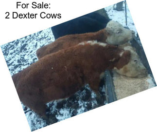 For Sale: 2 Dexter Cows