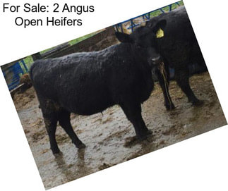 For Sale: 2 Angus Open Heifers