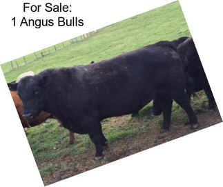 For Sale: 1 Angus Bulls